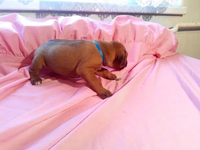 PUPPIES Rhodesian Ridgeback WITH PEDIGREE